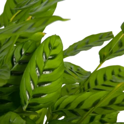 Uitgelichte producten -Groene Tuin Verkoop calathea leopardina schaduwplant p27 h90 kamerplant 3