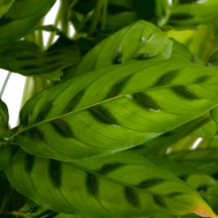 Calathea Leopardina - Schaduwplant - P27 H90 - Kamerplant -Groene Tuin Verkoop calathea leopardina schaduwplant p27 h90 kamerplant 4