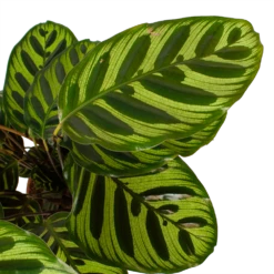 Calathea Makoyana - Pauwenplant - P17 H65 - Kamerplant -Groene Tuin Verkoop calathea makoyana pauwenplant p17 h65 6 2