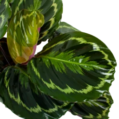 Uitgelichte producten -Groene Tuin Verkoop calathea medaillon schaduwplant p19 h75 5