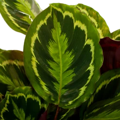 Uitgelichte producten -Groene Tuin Verkoop calathea medaillon schaduwplant p27 h90 5 1
