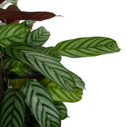 Uitgelichte producten -Groene Tuin Verkoop calathea oppenheimiana pauwenplant p21 h105 5 1