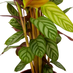 Calathea Oppenheimiana - Schaduwplant - P17 H65 - Kamerplant 6 Calathea Oppenheimiana - Schaduwplant - P17 H65 - Kamerplant -Groene Tuin Verkoop calathea oppenheimiana schaduwplant p17 h65 6