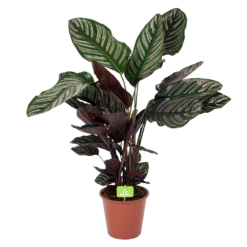 Calathea Ornata - Livingplant - Schaduwplant - P19 H75 - Kamerplant