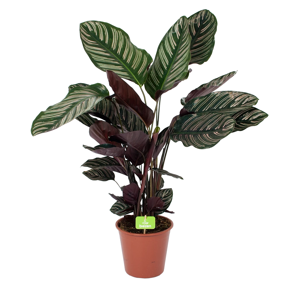 Calathea Ornata - Livingplant - Schaduwplant - P19 H75 - Kamerplant 1 Calathea Ornata - Livingplant - Schaduwplant - P19 H75 - Kamerplant