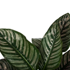 Groene Tuin Verkoop -Groene Tuin Verkoop calathea ornata livingplant schaduwplant p19 h75 5 1