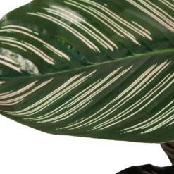 Calathea Ornata - Livingplant - Schaduwplant - P19 H75 - Kamerplant 6 Calathea Ornata - Livingplant - Schaduwplant - P19 H75 - Kamerplant -Groene Tuin Verkoop calathea ornata livingplant schaduwplant p19 h75 6 1