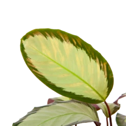 Groene Tuin Verkoop -Groene Tuin Verkoop calathea picturata livingplant p17 h65 5