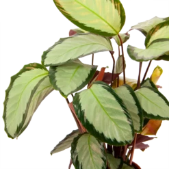 Calathea Picturata - Livingplant - P17 H65 - Kamerplant -Groene Tuin Verkoop calathea picturata livingplant p17 h65 6