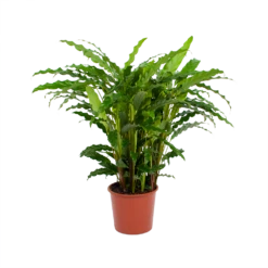 Calathea Rufibarba Bluegrass - Pauwenplant - P17 H65 - Kamerplant