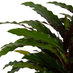 Calathea Rufibarba Wavestar - Pauwenplant - P32 H80 - Kamerplant -Groene Tuin Verkoop calathea rufibarba wavestar pauwenplant p32 h80 5
