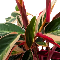 Groene Tuin Verkoop -Groene Tuin Verkoop calathea stromante triostar schaduwplant p19 h60 5 3