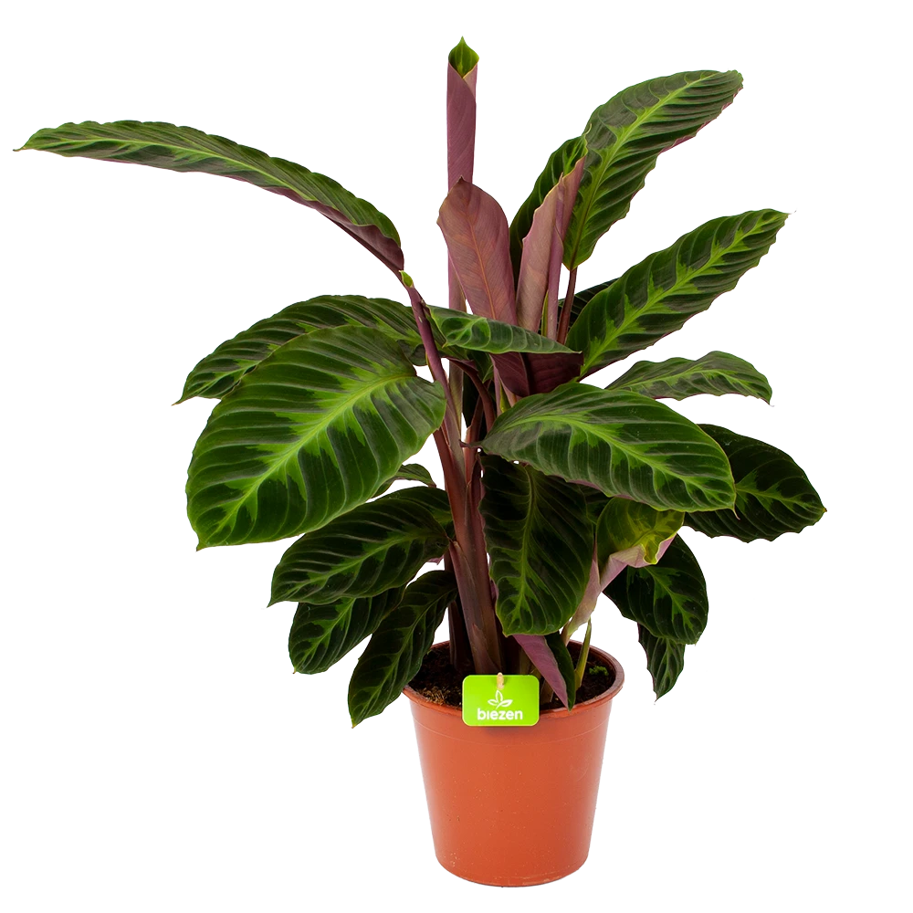 Groene Tuin Verkoop -Groene Tuin Verkoop calathea warcewiczii livingplant p19 h75 1 1