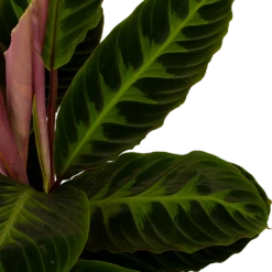 Calathea Warcewiczii - Livingplant - P19 H75 - Kamerplant -Groene Tuin Verkoop calathea warcewiczii livingplant p19 h75 5 1