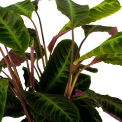 Uitgelichte producten -Groene Tuin Verkoop calathea warcewiczii livingplant p21 h75 5 1