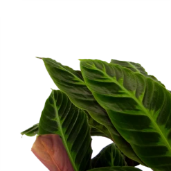 Uitgelichte producten -Groene Tuin Verkoop calathea warcewiczii livingplant p21 h90 2