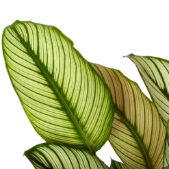 Uitgelichte producten -Groene Tuin Verkoop calathea whitestar schaduwplant p19 h75 5 1
