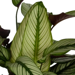 Uitgelichte producten -Groene Tuin Verkoop calathea whitestar schaduwplant p32 h80 5