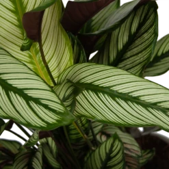 Calathea Whitestar - Schaduwplant - P32 H80 - Kamerplant -Groene Tuin Verkoop calathea whitestar schaduwplant p32 h80 6