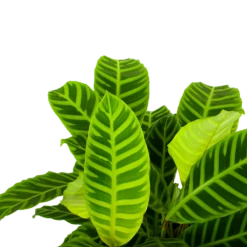 Uitgelichte producten -Groene Tuin Verkoop calathea zebrina livingplant p19 h65 5 1