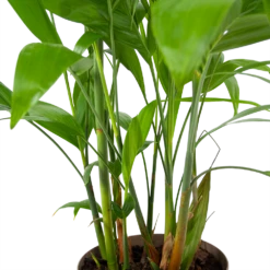 Chamaedorea Seifrizii - Bergpalm - P24 H100 - Kamerplant -Groene Tuin Verkoop chamaedorea seifrizii bergpalm p24 h100 6