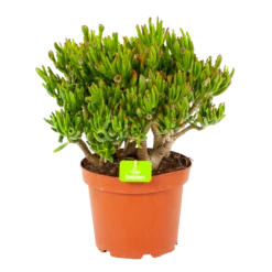 Crassula Ovata Gollum - P23 H50 - Kamerplant