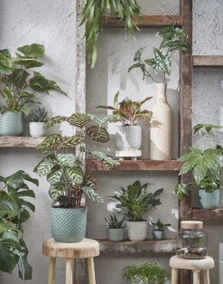 Bloempot Daan - D21.5 X H20.5cm - Wit 5 Bloempot Daan - D21.5 X H20.5cm - Wit -Groene Tuin Verkoop daan pot rond wit h20 5xd21 5cm bloempot 7 7