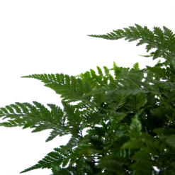 Davallia Teyermannii - In Hangpot - P17 H30 - Kamerplant -Groene Tuin Verkoop davallia teyermannii in hangpot p17 h30 6