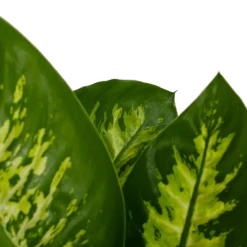 Dieffenbachia Seguine 'Reeva' - P19 H60 - Kamerplant -Groene Tuin Verkoop dieffenbachia seguine reeva p19 h60 6