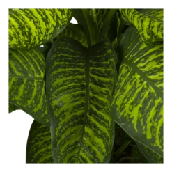 Dieffenbachia Seguine Tropic Jewel - P35 H130 - Kamerplant -Groene Tuin Verkoop dieffenbachia seguine tropic jewel p35 h130 4