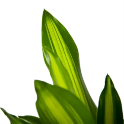 Dracaena Cintho - Op Stam - Drakenbloedboom - P21 H100 - Kamerplant -Groene Tuin Verkoop dracaena cintho op stam drakenbloedboom p21 h100 6 1