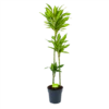 Dracaena Cintho - Op Stam - Drakenbloedboom - P24 H150 - Kamerplant
