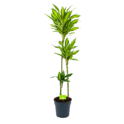 Dracaena Cintho - Op Stam - Drakenbloedboom - P24 H150 - Kamerplant