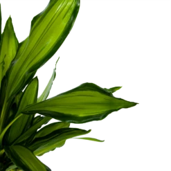 Dracaena Cintho - Op Stam - Drakenbloedboom - P24 H150 - Kamerplant -Groene Tuin Verkoop dracaena cintho op stam drakenbloedboom p24 h150 6 1