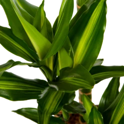 Dracaena Cintho - Op Stam - Drakenbloedboom - P27 H150 - Kamerplant -Groene Tuin Verkoop dracaena cintho op stam drakenbloedboom p27 h150 6 1