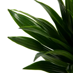 Dracaena Compacta - Op Stam - Drakenbloedboom - P21 H100 - Kamerplant -Groene Tuin Verkoop dracaena compacta op stam drakenbloedboom p21 h100 6