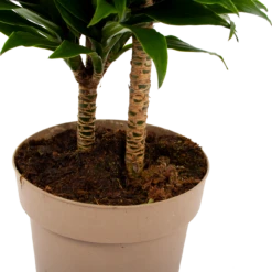 Dracaena Compacta - Op Stam - Drakenbloedboom - P21 H80 - Kamerplant -Groene Tuin Verkoop dracaena compacta op stam drakenbloedboom p21 h80 6 2