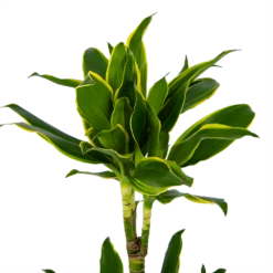 Dracaena Golden Coast - Op Stam - Drakenbloedboom - P19 H90 - Kamerplant -Groene Tuin Verkoop dracaena golden coast op stam drakenbloedboom p19 h90 kamerplant 4