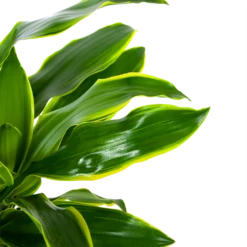 Dracaena Golden Coast - Op Stam - Drakenbloedboom - P27 H150 - Kamerplant -Groene Tuin Verkoop dracaena golden coast op stam drakenbloedboom p27 h150 6