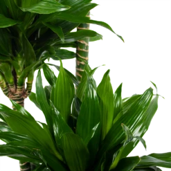 Dracaena Green Jewel - Op Stam - Drakenbloedboom - P28 H140 - Kamerplant -Groene Tuin Verkoop dracaena green jewel op stam drakenbloedboom p28 h140 6