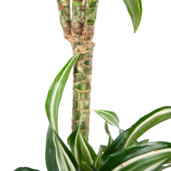 Dracaena Jade Jewel - Op Stam - Drakenbloedboom - P24 H100 - Kamerplant -Groene Tuin Verkoop dracaena jade jewel op stam drakenbloedboom p24 h100 6