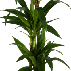 Dracaena Janet Craig - Op Stam - Drakenbloedboom - P24 H140 - Kamerplant -Groene Tuin Verkoop dracaena janet craig op stam drakenbloedboom p24 h140 kamerplant 3