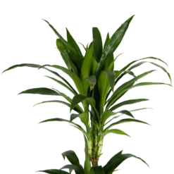 Dracaena Janet Craig - Op Stam - Drakenbloedboom - P24 H140 - Kamerplant -Groene Tuin Verkoop dracaena janet craig op stam drakenbloedboom p24 h140 kamerplant 4