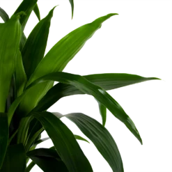 Dracaena Janet Craig - Op Stam - Drakenbloedboom - P34 H170 - Kamerplant -Groene Tuin Verkoop dracaena janet craig op stam drakenbloedboom p34 h170 6 1