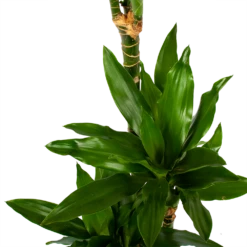Dracaena Janet Lind - Op Stam - Drakenbloedboom - P21 H100 - Kamerplant -Groene Tuin Verkoop dracaena janet lind op stam drakenbloedboom p21 h100 6 1