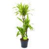 Dracaena Lemon Lime - Op Stam - Drakenbloedboom - P21 H100 - Kamerplant