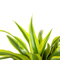 Dracaena Lemon Lime - Op Stam - Drakenbloedboom - P21 H100 - Kamerplant -Groene Tuin Verkoop dracaena lemon lime op stam drakenbloedboom p21 h100 6 1
