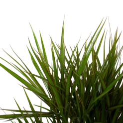 Dracaena Marginata Groen - Vertakt - Drakenbloedboom - P27 H120 - Kamerplant -Groene Tuin Verkoop dracaena marginata groen vertakt drakenbloedboom p27 h120 6 3