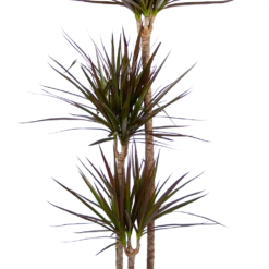 Groene Tuin Verkoop -Groene Tuin Verkoop dracaena marginata magenta op stam drakenbloedboom p24 h140 kamerplant 3