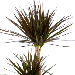 Dracaena Marginata Magenta - Op Stam - Drakenbloedboom - P24 H140 - Kamerplant -Groene Tuin Verkoop dracaena marginata magenta op stam drakenbloedboom p24 h140 kamerplant 4
